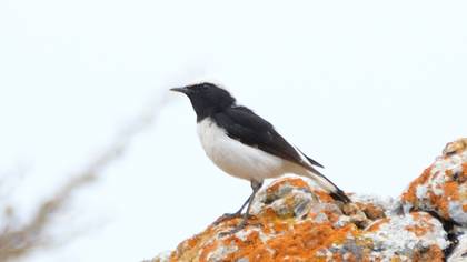 Aksırtlı kuyrukkakan