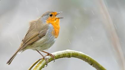 European Robin