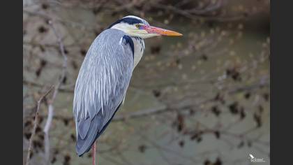 Grey Heron