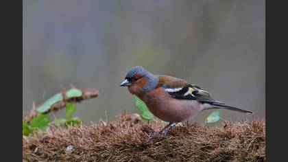 Common Chaffinch