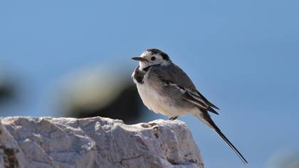 White Wagtail