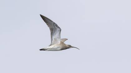 Eurasian Whimbrel