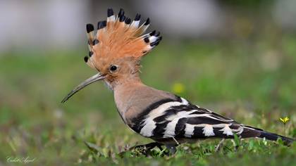 İbibik » Eurasian Hoopoe » Upupa epops