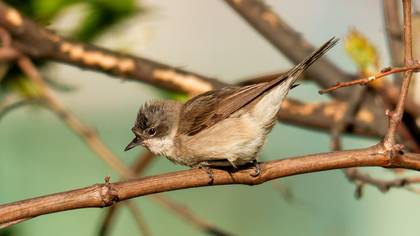 Küçük akgerdanlı ötleğen » Lesser Whitethroat » Sylvia curruca