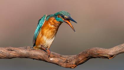 Yalıçapkını » Common Kingfisher » Alcedo atthis
