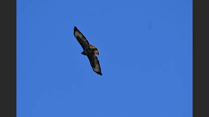 Common Buzzard