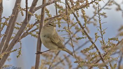 Common Chiffchaff