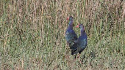 Grey-headed Swamphen