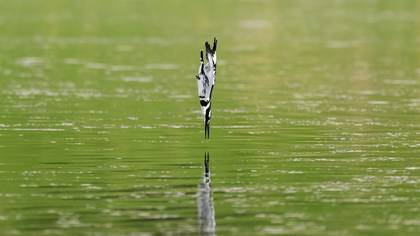 Alaca yalıçapkını
