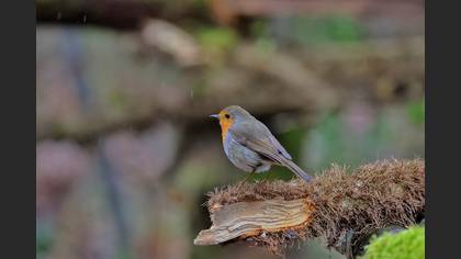 European Robin