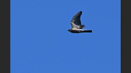 Eurasian Sparrowhawk