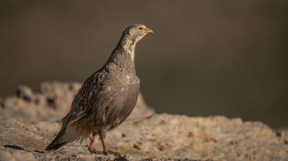 Urkeklik » Caspian Snowcock » Tetraogallus caspius