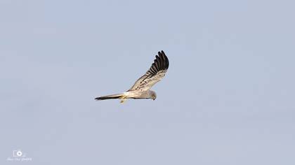 Çayır delicesi » Montagu`s Harrier » Circus pygargus
