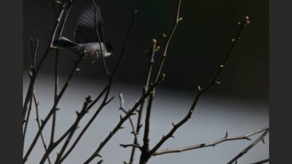 Sardinian Warbler