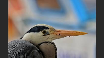 Grey Heron