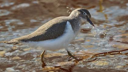 Dere düdükçünü » Common Sandpiper » Actitis hypoleucos