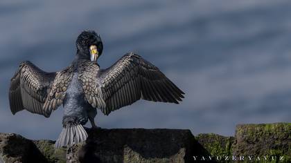 Karabatak » Great Cormorant » Phalacrocorax carbo