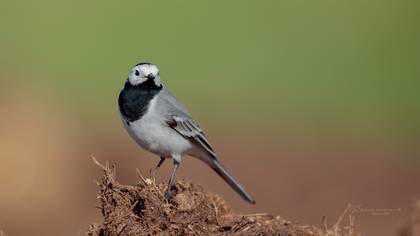 Ak kuyruksallayan » White Wagtail » Motacilla alba