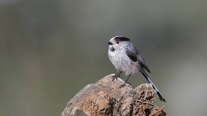 Uzunkuyruklu baştankara » Long-tailed Tit » Aegithalos caudatus