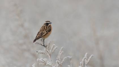 Çayır taşkuşu » Whinchat » Saxicola rubetra