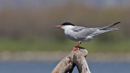 Sumru » Common Tern » Sterna hirundo