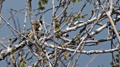 Saka » European Goldfinch » Carduelis carduelis
