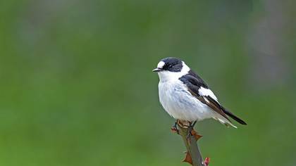 Halkalı sinekkapan » Collared Flycatcher » Ficedula albicollis