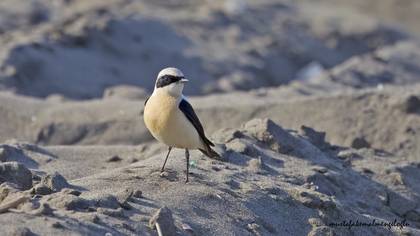 Karakulaklı kuyrukkakan » Black-eared Wheatear » Oenanthe melanoleuca