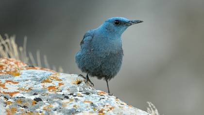 Gökardıç » Blue Rock Thrush » Monticola solitarius