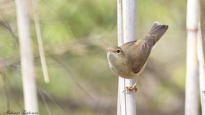 Marsh Warbler
