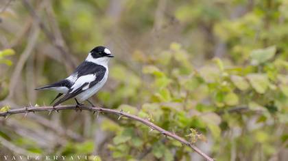 Halkalı sinekkapan » Collared Flycatcher » Ficedula albicollis