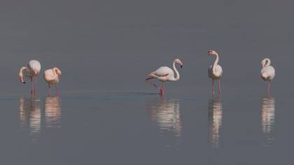 Flamingo