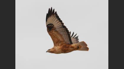 Long-legged Buzzard