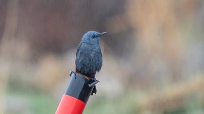 Gökardıç » Blue Rock Thrush » Monticola solitarius