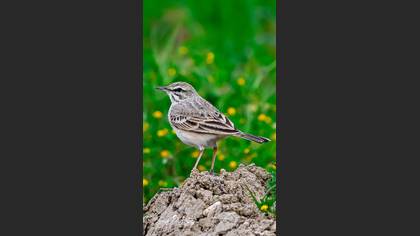 Tawny Pipit