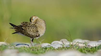 Altın yağmurcun » European Golden Plover » Pluvialis apricaria