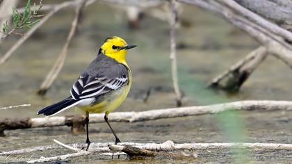 Sarıbaşlı kuyruksallayan » Citrine Wagtail » Motacilla citreola