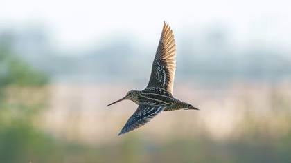 Büyük suçulluğu » Great Snipe » Gallinago media