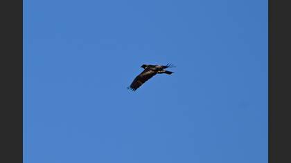 Booted Eagle