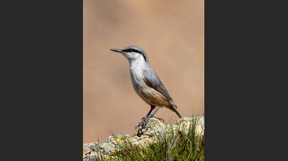 Western Rock Nuthatch