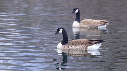 Kanada Kazı » Canada Goose » Branta canadensis
