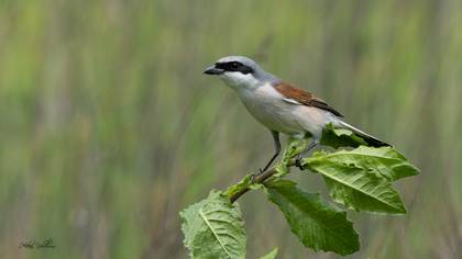 Kızılsırtlı örümcekkuşu » Red-backed Shrike » Lanius collurio