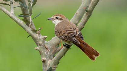 Türkistan örümcekkuşu » Red-tailed Shrike » Lanius phoenicuroides