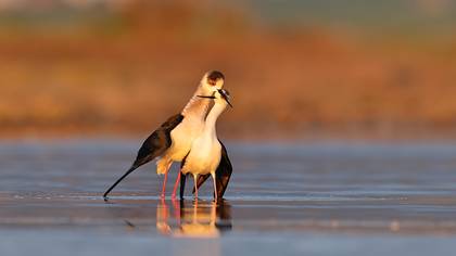 Uzunbacak » Black-winged Stilt » Himantopus himantopus