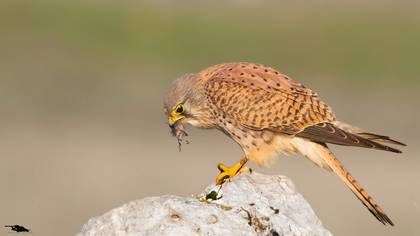 Common Kestrel