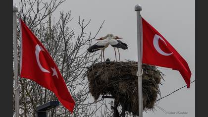 Leylek