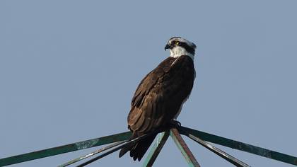 Osprey