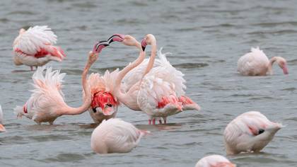 Flamingo » Greater Flamingo » Phoenicopterus roseus