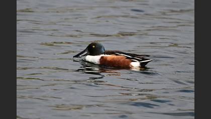 Northern Shoveler