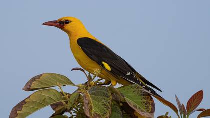 Sarıasma » Eurasian Golden Oriole » Oriolus oriolus